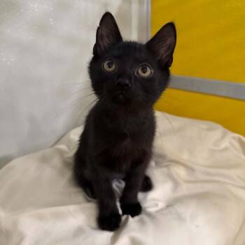 Tortellini -  Domestic Short Hair Cat for Adoption in Penn Yan, New York - Tortellini | PetCurious