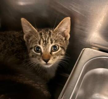 Luke -  Domestic Short Hair Cat for Adoption in Des Moines, Iowa - Luke | PetCurious