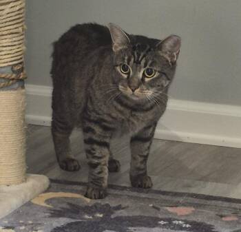 Pinecone -  Domestic Short Hair Cat for Adoption in Windsor, Connecticut - Pinecone | PetCurious