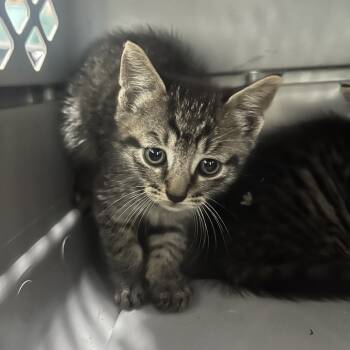 Rescue Domestic Short Hair Cats for Adoption in Volcano, Hawaii - Spam (COH-A-65306) | PetCurious