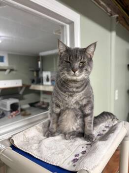 Rescue Domestic Short Hair Cats for Adoption in North East, Maryland - Yoda | PetCurious