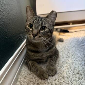 Rescue American Shorthair and Domestic Short Hair Cats for Adoption in Milton, Florida - Jalapeño | PetCurious