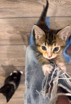 Lainey (bonded with Cece) -  Calico Cat for Adoption in Sandy Springs, Georgia - Lainey (bonded With Cece) | PetCurious