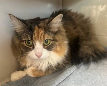 Rosie -  Domestic Long Hair Cat for Adoption in Burgaw, North Carolina - Rosie | PetCurious