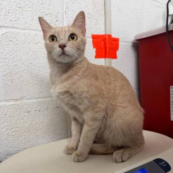 Wisteria -  Domestic Short Hair Cat for Adoption in Edinburg, Texas - Wisteria | PetCurious