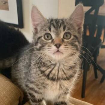 Domestic Short Hair Cats Available for Adoption - Stella | PetCurious