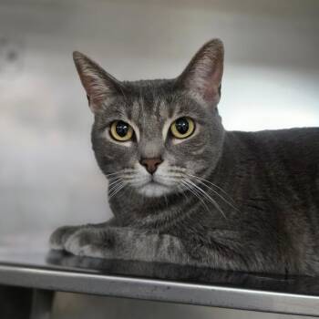 Nellie -  Domestic Short Hair Cat for Adoption in San Jacinto, California - Nellie | PetCurious