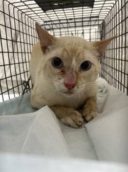 ASTRO -  Domestic Short Hair Cat for Adoption in Fort Lauderdale, Florida - ASTRO | PetCurious