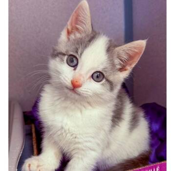 Domestic Short Hair Cats Available for Adoption in Stamford, Connecticut - Cookie | PetCurious