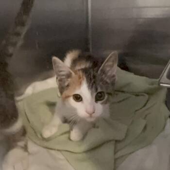 Lemon Drop -  Domestic Short Hair Cat for Adoption in Los Angeles, California - Lemon Drop | PetCurious