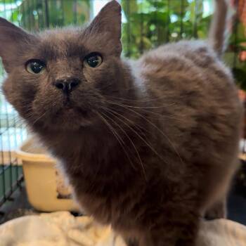 Leroy Brown -  Maine Coon Cat for Adoption in Oklahoma City, Oklahoma - Leroy Brown | PetCurious