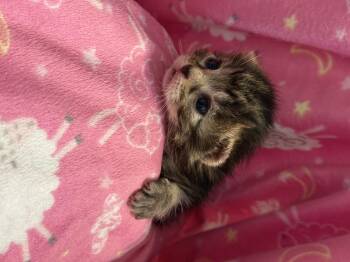 Domestic Short Hair Cats Available for Adoption in Fruit Heights, Utah - Mystery | PetCurious