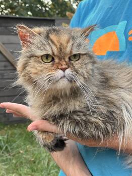 KISSA -  Persian Cat for Adoption in Valparaiso, Indiana - KISSA | PetCurious