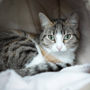 Rescue Domestic Short Hair Cats for Adoption in Atlanta, Georgia - Gabriella | PetCurious