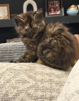 Missy Prissy -  Domestic Long Hair Cat for Adoption in Batesville, Arkansas - Missy Prissy | PetCurious