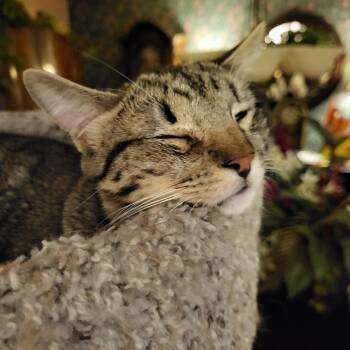 Rescue Domestic Short Hair and Tabby Cats for Adoption in Dallas, Texas - Geralt | PetCurious