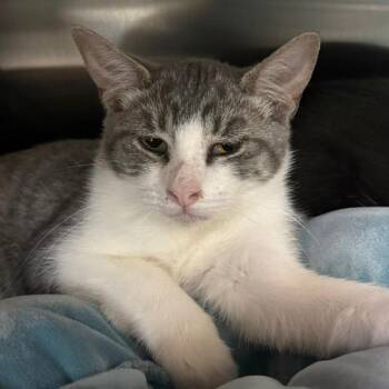 Lani -  Domestic Short Hair Cat for Adoption in Las Vegas, Nevada - Lani | PetCurious
