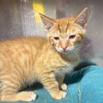 Wolf -  Domestic Short Hair Cat for Adoption in Wappingers Falls, New York - Wolf | PetCurious