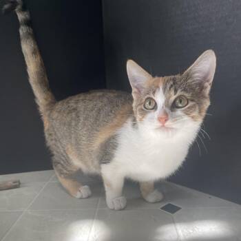 Starfish -  Domestic Short Hair Cat for Adoption in Lexington, Kentucky - Starfish | PetCurious