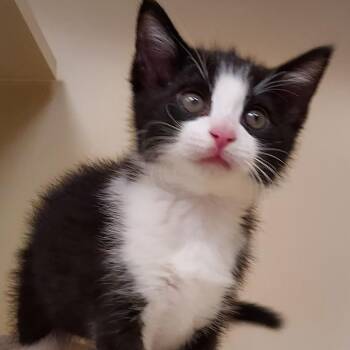 Pablo -  Domestic Short Hair Cat Available for Adoption in Dayton, Ohio - Pablo | PetCurious