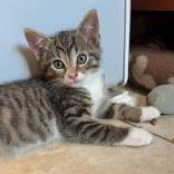 Corky -  Domestic Short Hair Cat for Adoption in Pickering, Ontario - Corky | PetCurious