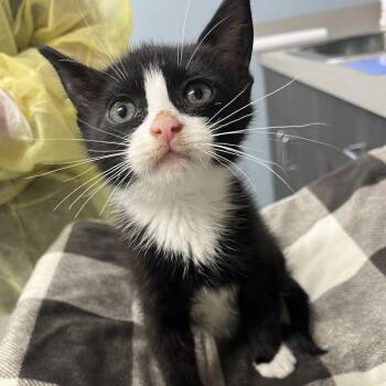 Domestic Short Hair Cats Available for Adoption in Oak Park, Illinois - Fancy Face | PetCurious