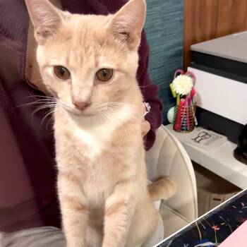 Rescue Domestic Short Hair Cats for Adoption in Fairfax Station, Virginia - Wilbur | PetCurious