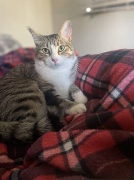 Rescue Domestic Short Hair Cats for Adoption in Brandon, Florida - Timmy (Bonded With Brian) | PetCurious