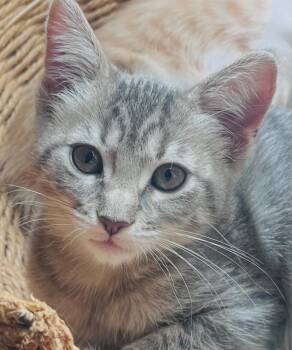 TigerLilyC -  Tabby and Domestic Short Hair Cat for Adoption in North Highlands, California - TigerLilyC | PetCurious