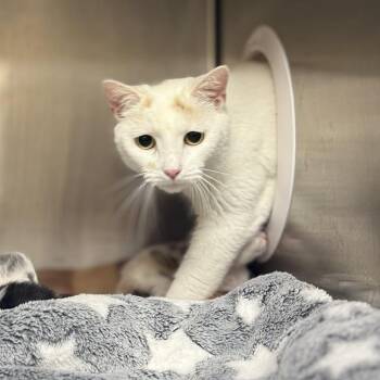 Aria -  Domestic Short Hair Cat for Adoption in Jacksboro, Tennessee - Aria | PetCurious
