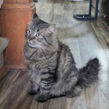 Frankie -  Domestic Long Hair Cat for Adoption in Ferndale, Michigan - Frankie | PetCurious