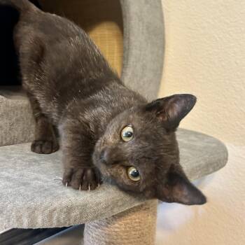 Meeny -  Domestic Short Hair Cat for Adoption in Liverpool, Texas - Meeny | PetCurious