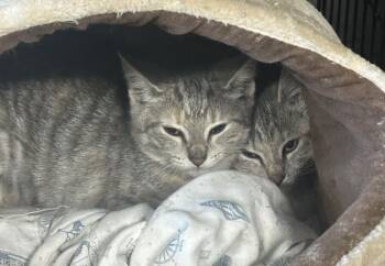 Rescue Domestic Short Hair Cats for Adoption in Landenberg, Pennsylvania - Maggie, Millie, Biscuit & Muffin | PetCurious