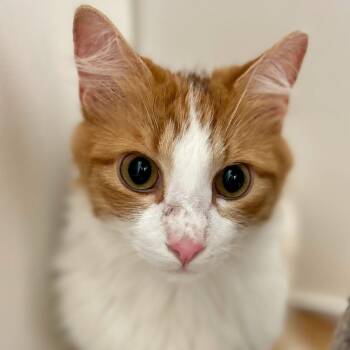 Carrot -  Domestic Medium Hair Cat for Adoption in St. Augustine, Florida - Carrot | PetCurious