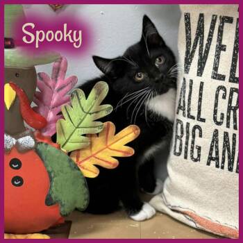 Rescue Domestic Short Hair Cats for Adoption in Wedowee, Alabama - Spooky | PetCurious