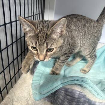 Carmella -  Domestic Short Hair Cat for Adoption in Sarasota, Florida - Carmella | PetCurious