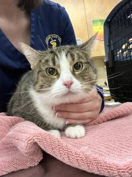 Rescue Domestic Short Hair Cats for Adoption in Aliquippa, Pennsylvania - RUBY | PetCurious