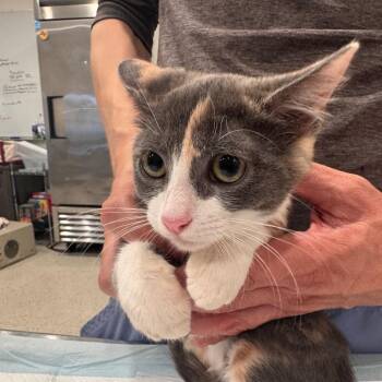 Wet Leg -  Domestic Short Hair Cat for Adoption in San Antonio, Texas - Wet Leg | PetCurious