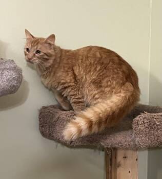 Tommy -  Domestic Medium Hair and Tabby Cat for Adoption in Theodore, Alabama - Tommy | PetCurious