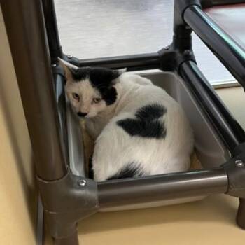 Lysander -  Domestic Short Hair Cat for Adoption in Dubuque, Iowa - Lysander | PetCurious
