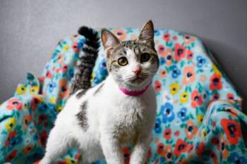 Blankey -  Domestic Short Hair Cat for Adoption in Yakima, Washington - Blankey | PetCurious