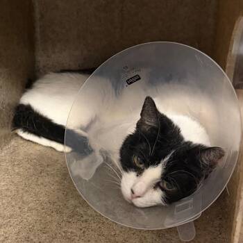 Domestic Short Hair Cats Available for Adoption in Philadelphia, Pennsylvania - Azula | PetCurious