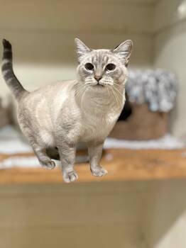 Rescue Domestic Short Hair Cats for Adoption in Palo Cedro, California - Sheba | PetCurious