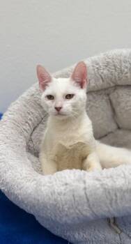Lacy -  Domestic Short Hair Cat for Adoption in Newberg, Oregon - Lacy | PetCurious