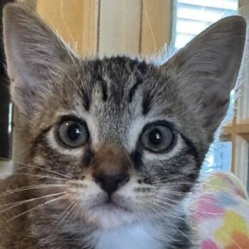 Domestic Short Hair Cats Available for Adoption in Pleasanton, California - Gary | PetCurious