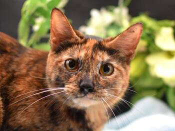 Domestic Short Hair Cats Available for Adoption - Bringhurst | PetCurious