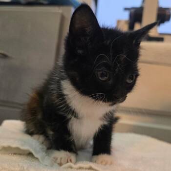 Domestic Short Hair Cats Available for Adoption - Junebug | PetCurious