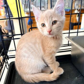 Lollie -  Domestic Short Hair Cat for Adoption in Blackfoot, Idaho - Lollie | PetCurious