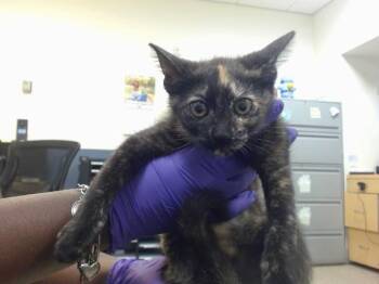 CHINA -  Domestic Short Hair Cat Available for Adoption in Doral, Florida - CHINA | PetCurious