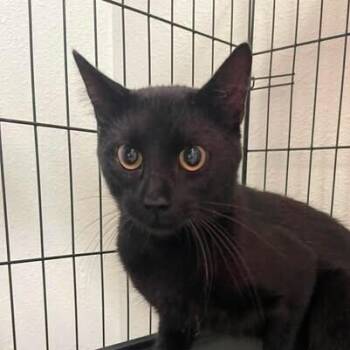 Blacktie -  Domestic Short Hair Cat for Adoption in Bolivar, Missouri - Blacktie | PetCurious